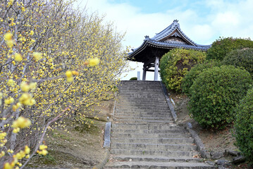 蝋梅の香りを嗅ぎながら昇る階段
