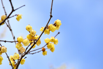 黄色い蝋梅と青い空