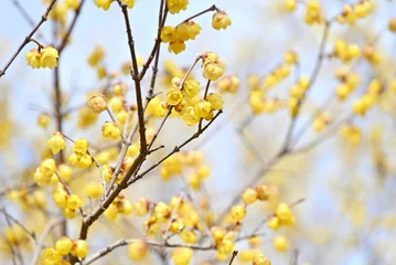 Keuken spatwand met foto 黄色い蝋梅と枝 © カツヤ コンドウ