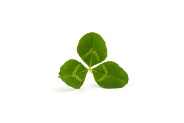 Clover isolated on white background, St. Patrick's Day symbol.