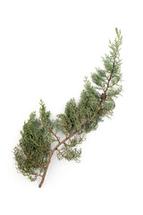 Branch of green thuja on a white background