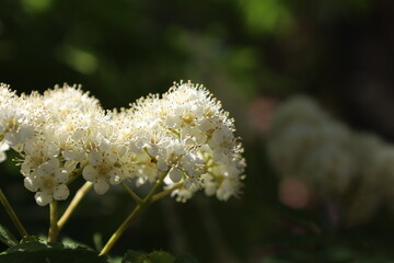 ナナカマドの白い花