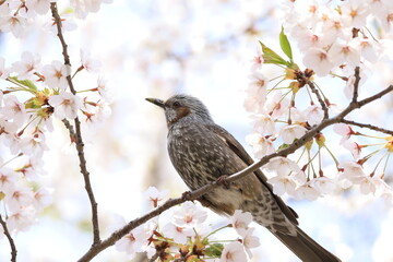 桜とヒヨドリ