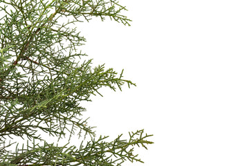 Branch of green thuja on a white background