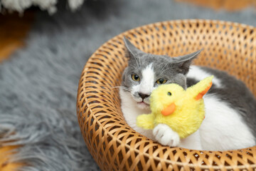 a gray and white cat laying, holding, playing, looking a yellow duck toy wicker basket shaggy rug,...