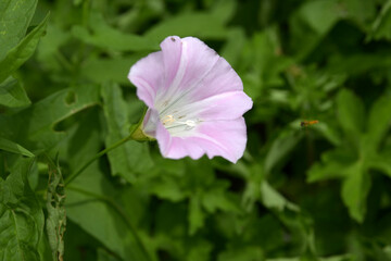 ヒルガオ