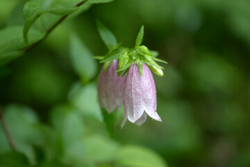 Obraz premium ホタルブクロ