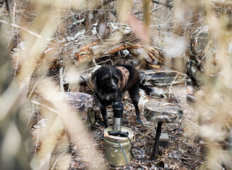 German Wirehaired Pointer in camo watches from duck blind