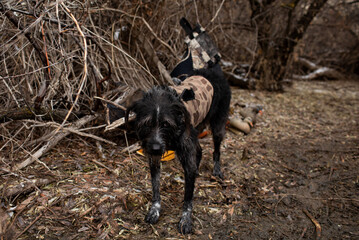 German Wirehaired Pointer waits attentively along the riverbank.