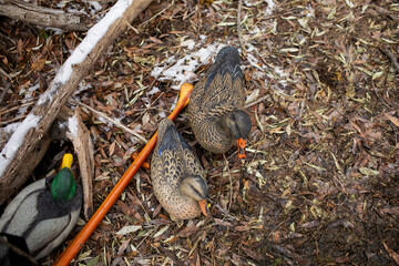 Duck decoys, paddles, and fresh snow cover the riverbank in Janu