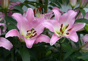 マスター　ユリの花