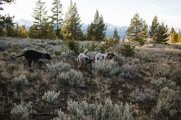 Dogs frolic in sagebrush with Idaho mountains behind