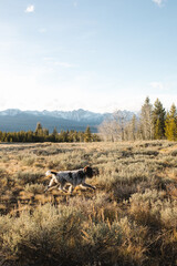 Obraz na płótnie Canvas Griffon dog in Idaho sagebrush with mountain vista