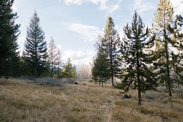 Dogs running freely in the pine forests of Stanley, Idaho