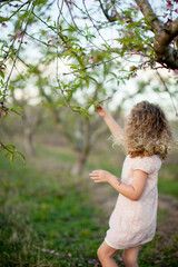 Small girl with curly hair picks peach blossom off branch