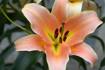 Fototapeta premium ゼルミーラ ユリの花