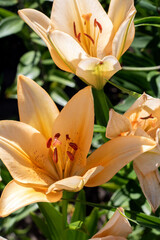 photo lily in summer, petals in a natural garden setting