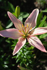 photo pink lily, adorned with elegant petals by lush green leaves.