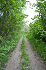 Beautiful Pathway Through the Trees