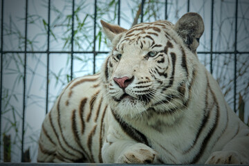 siberian white tiger at zoo