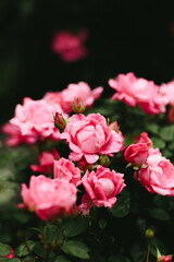 rain drops on fairy rose garden