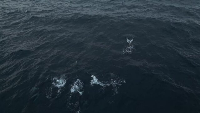 A pod of orcas swims in a Norwegian fjord