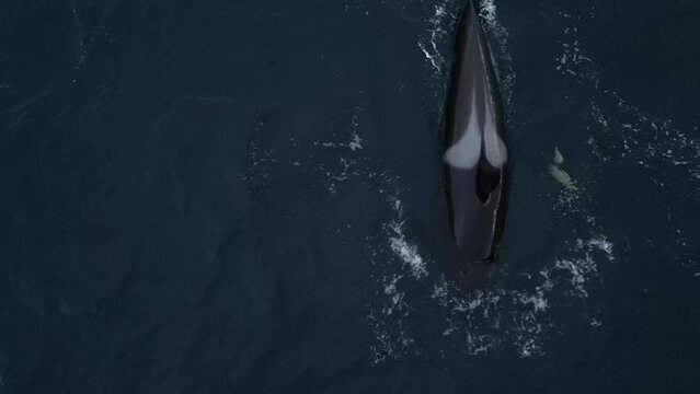 An orca swims with her calf in a Norwegian fjord