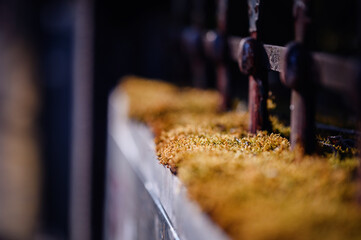 Moss-Covered Railing in Sunlight