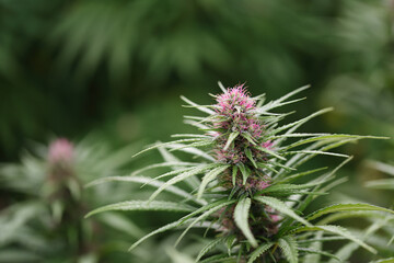 Detail of fresh and natural flower in cannabis plantation with trichomes.