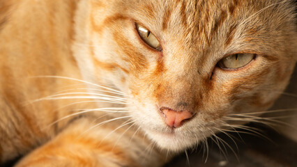 cat close up