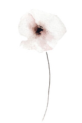 Watercolor floral delicate blush pink poppy wild flower. 