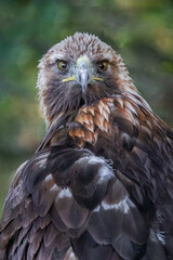 A close up half length portrait of a golden eagle. It is looking back at the camera. A natural out of focus background completes the image