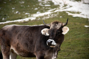 Cows in the Dolomites, grazing on beautiful green meadow. Scenery from Tre Cime.