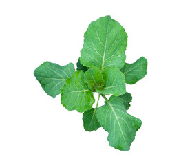 mustard leaf isolated on white