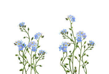 Blue forget-me-not flowers in a floral arrangements isolated on white or translated background