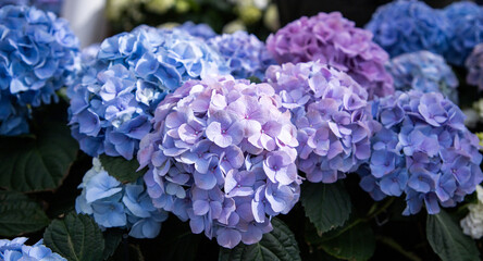 Blue hydrangea flower. Floral background