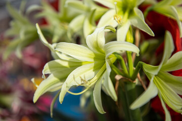 Obraz premium Hippeastrum Evergreen. Hippeastrum. Flower of Holland. Amaryllis variety Evergreen. Amaryllidaceae. Dutch flowers. Cybister group amaryllis flower