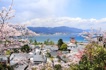 Aerial view on floating Torii gate and blooming sakura trees, Itsukushima Shrine, Miyajima island,...