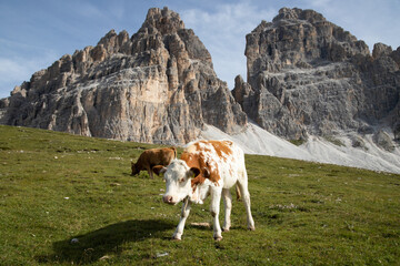 Naklejka na ściany i meble Cows in the Dolomites, grazing on beautiful green meadow. Scenery from Tre Cime.