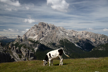 Cows in the Dolomites, grazing on beautiful green meadow. Scenery from Tre Cime.