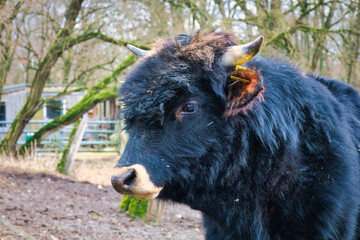 Fototapeta premium cow close up