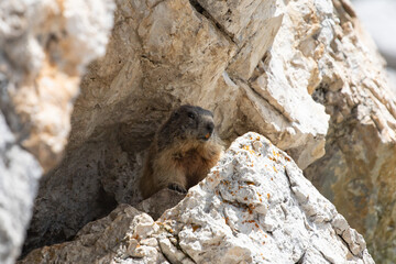 Alpine marmot (Marmota marmota) in Italian Dolomites