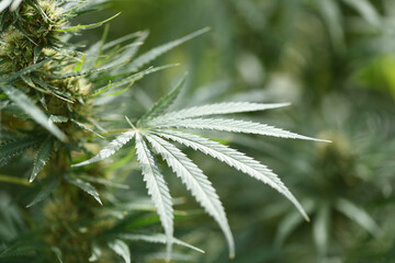 Detail of cannabis leaf in outdoor cultivation