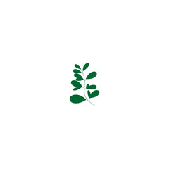 plant with green leaves vector leaf