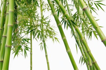 bamboo illustration white background