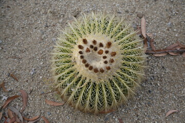 Detailaufnahme von einem runden Kaktus