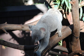 Naklejka premium Koalabär im Zoo 