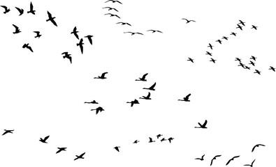 birds silhouette vector between meals