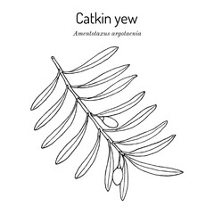 Catkin yew (Amentotaxus argotaenia), medicinal plant