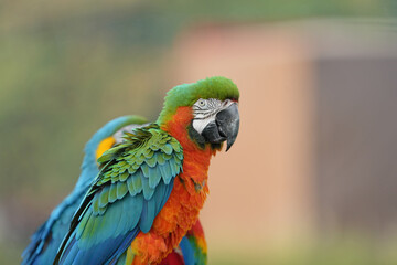 Catalina Macaw (macaw hybrid) free flying parrot	